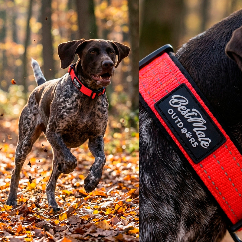 Outdoors Reflective Collar